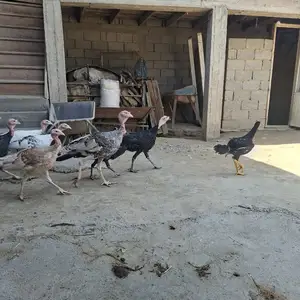 Индюк, Бобоҷон Ғафуров