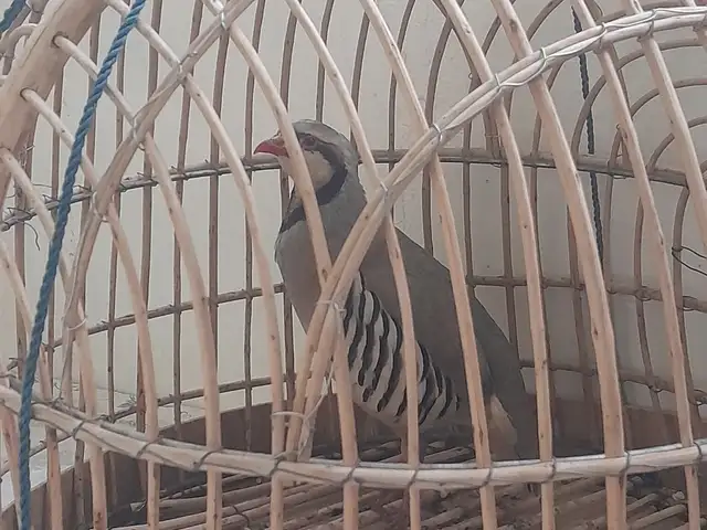 Кабк, Душанбе