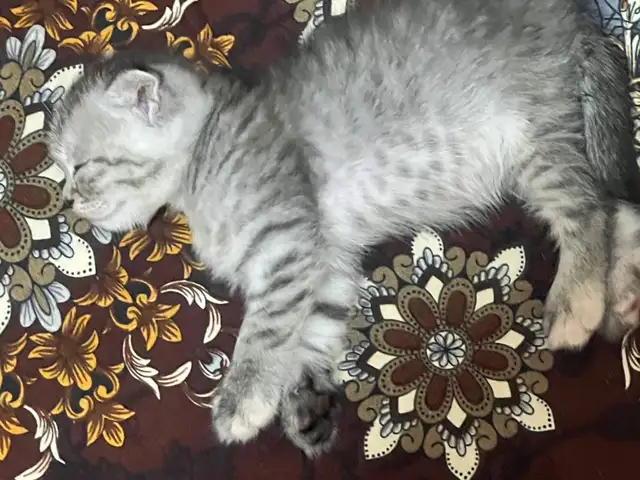 Шотландский вислоухий котенок, Душанбе - 4