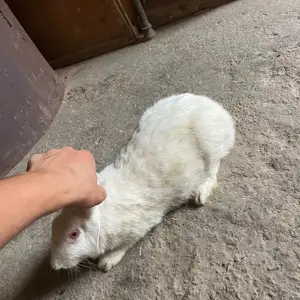 Заргуш мода пародаш хикол, Бохтар (Курган-Тюбе)