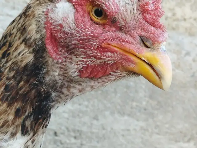 Дакан, Ваҳдат