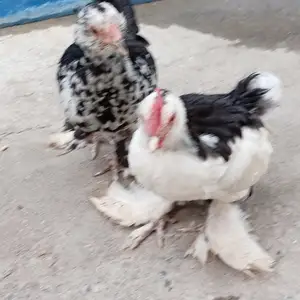 Курица, Душанбе