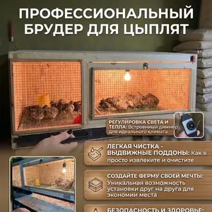 Брудер для цыплят, Душанбе