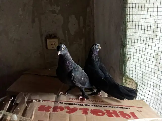 Кафтар, Душанбе