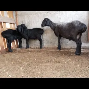Гусфанди оча бача, Худжанд