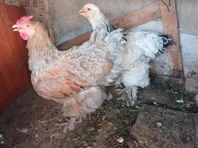 Брама, Душанбе