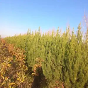 Сосна Эльдарская, Душанбе