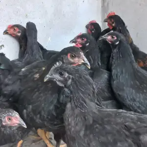 Чучахо, Худжанд
