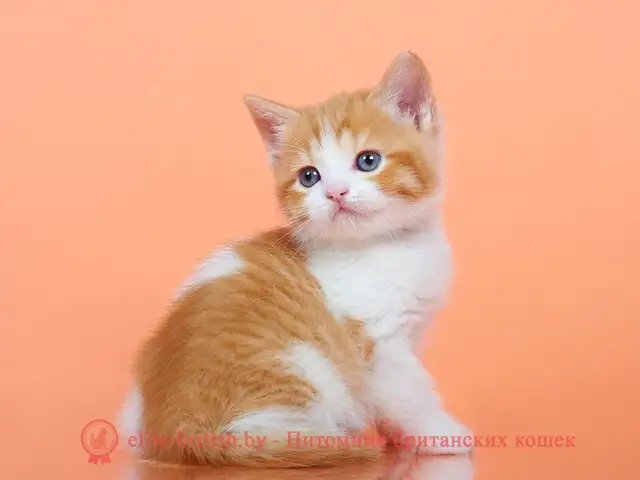 Котенок полупородистый, Душанбе