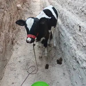Гуночин, Рӯдакӣ
