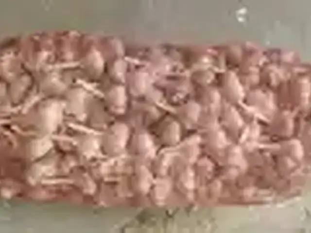 Чеснок 1 тон, Панҷакент