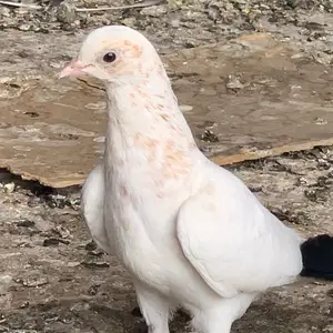 Кафтар, Душанбе