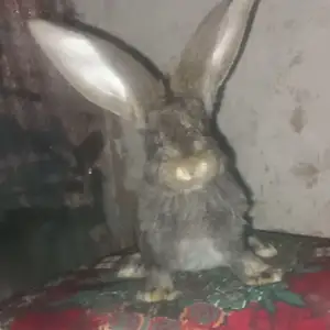 Фландра, Дангара