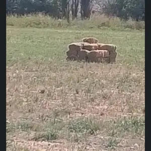 Пресси ҷав, Ёвон