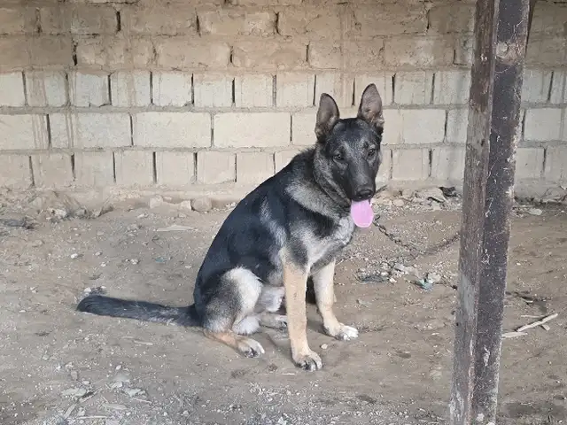 Немецкая овчарка, Ваҳдат