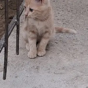 Кошка даром, Хуҷанд