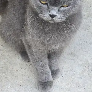 Шотландская кошка, Душанбе