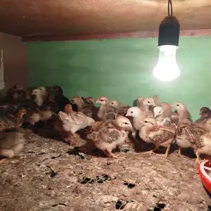 Чучаи ломан браун, Бохтар (Курган-Тюбе)