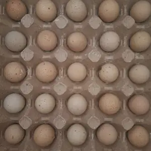 Тухми кабк, Шахринав