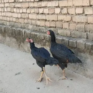 Дакан мокиён, Душанбе