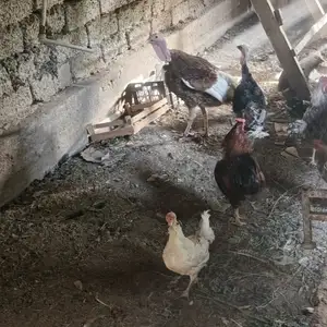 Индюк, Душанбе