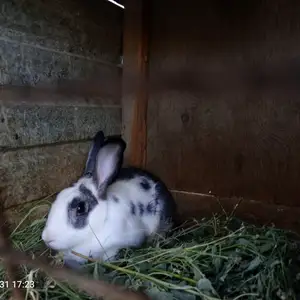 Кролик, Канибадам
