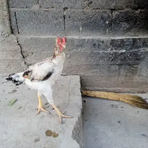 Дакан, Душанбе