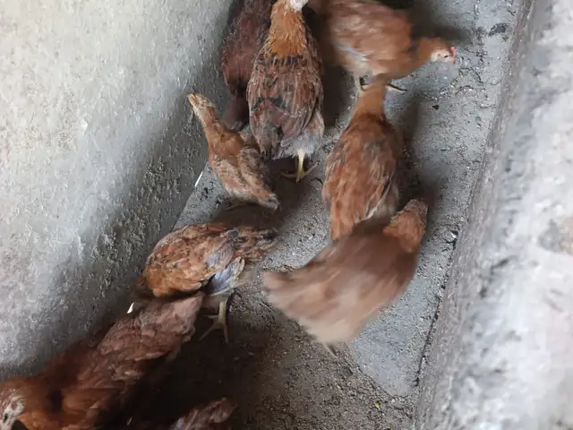 Чучаи ломан, Худжанд