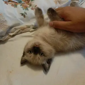 Шотландский котёнок, Душанбе