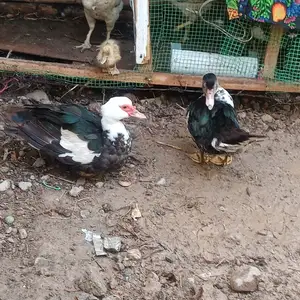 Мургоби, Душанбе
