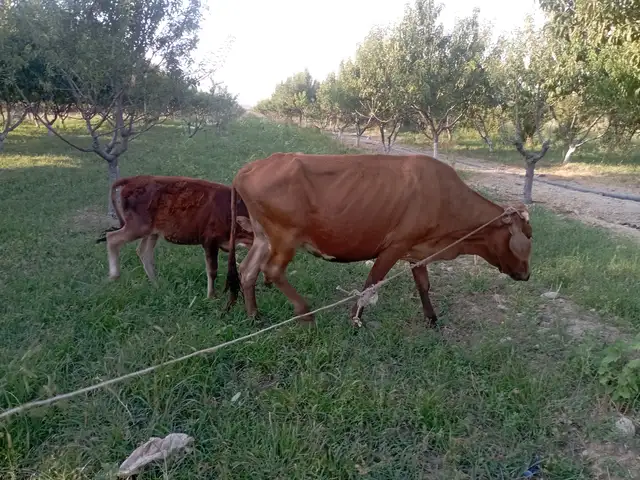 Гови оча бача, Хуҷанд