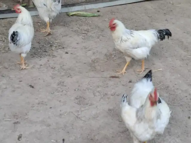 Хурусхои Рябушка, Душанбе