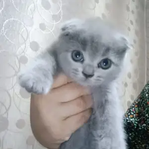 Шотландские котята, Душанбе