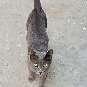Кот, Душанбе
