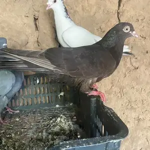 Кафтар, Кабодиён
