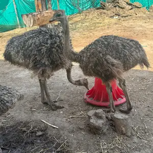 Чучаи Шутурмурх, Вахдат