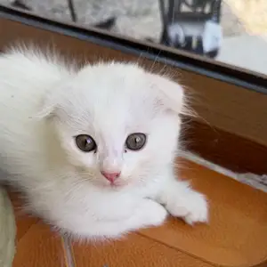 Шотландские вислоухие котята, Душанбе