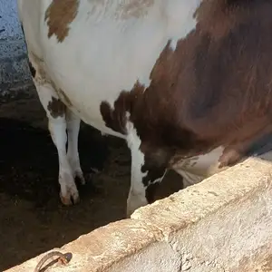 Гов, Матча