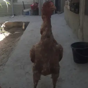 Мург, Канибадам
