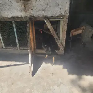 Мург, Исфара