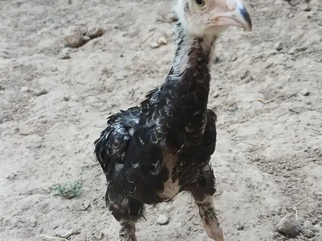 Даканчуча, Душанбе