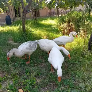 Ғоз, Деваштич (Ганчи)