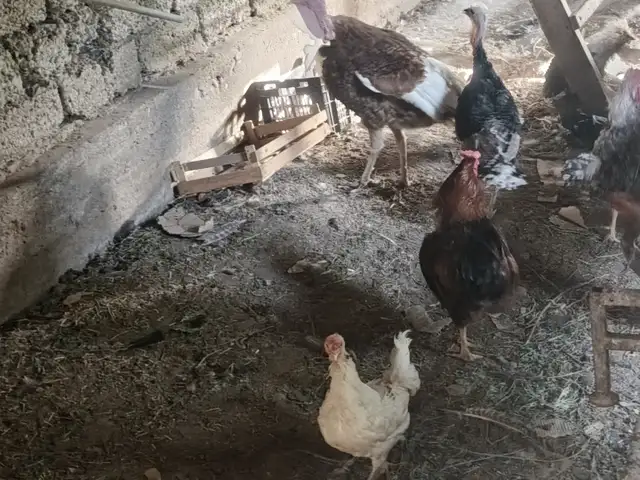 Индюк, Душанбе