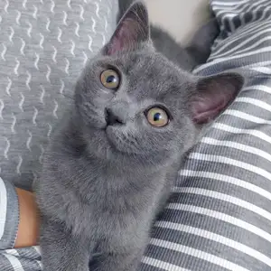 Котята, Худжанд