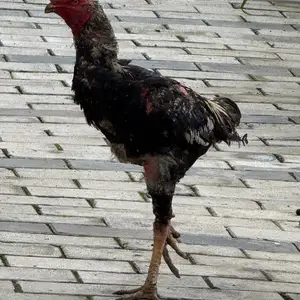 Дакан, Душанбе