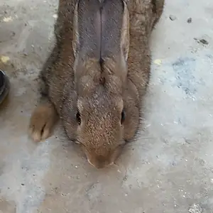 Харгуш, Душанбе