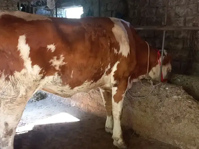 Гов, Хуҷанд