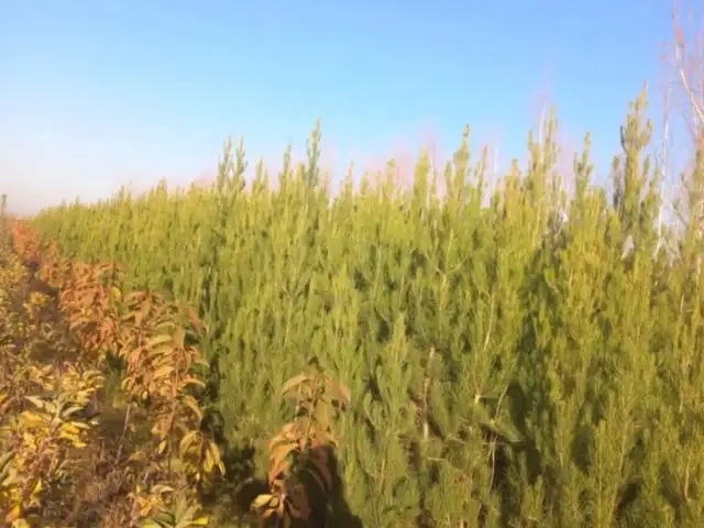 Сосна Эльдарская, Душанбе
