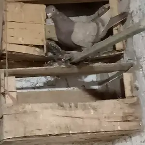 Голубь, Вахш
