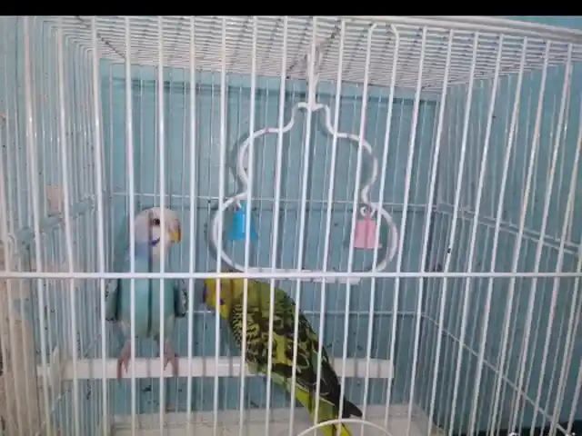 Попугай, Душанбе